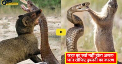 Mongoose Snakes Enemies