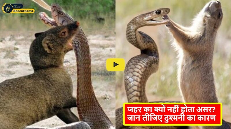 Mongoose Snakes Enemies