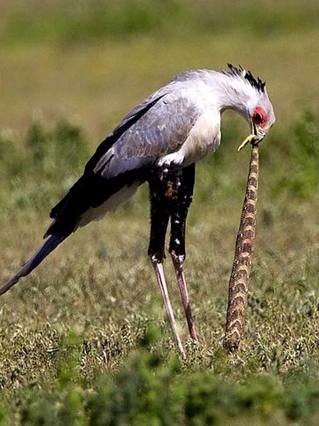 Bird Eat Snake : 10 चिड़िया जो करती हैं सांप का शिकार, जानें सभी के नाम