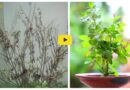 Winter tulsi plant care tips: सर्दी में इस टिप्स की मदद से तुलसी के पौधों को सूखने से बचाना चाहिए, नोट कर लीजिए यह उपाय