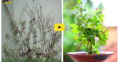 Winter tulsi plant care tips: सर्दी में इस टिप्स की मदद से तुलसी के पौधों को सूखने से बचाना चाहिए, नोट कर लीजिए यह उपाय