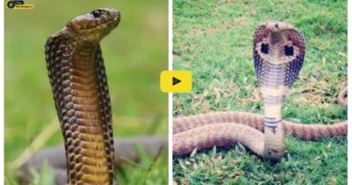King Cobra: किंग और इंडियन कोबरा में क्या अंतर है, दोनों ने एक- दूसरे को काटा तो क्या होगा