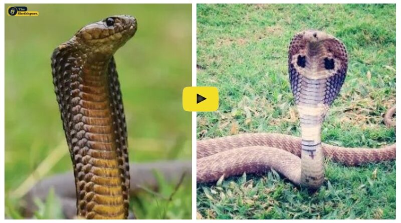 King Cobra: किंग और इंडियन कोबरा में क्या अंतर है, दोनों ने एक- दूसरे को काटा तो क्या होगा