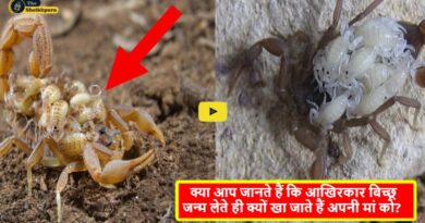 Scorpion Birth And Death