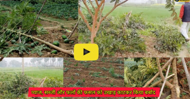 Ariyari Block: बदमाशों ने खेत में लगे 3 किसानों के प्याज, सब्जी और फलों की फसल को उखाड़ काटकर किया बर्बाद , 2 लाख रुपए का नुकसान ,प्रशासन से लगाई मुआवजे की गुहार