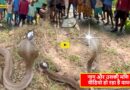 Snake and Gem Video Viral