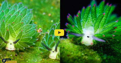 Meet The Little Leaf Sheep Slug