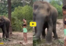 Elephant VIRAL VIDEO