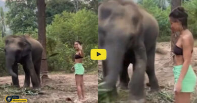 Elephant VIRAL VIDEO