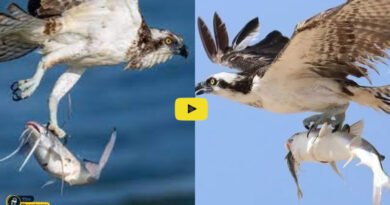 Birds Viral Video