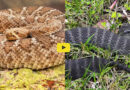 Eyelash Viper Snake