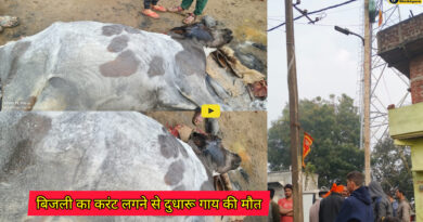 Barbigha block : केवटी गांव में एक कीमती और दुधारू गाय की बिजली का करंट लगने से मौत