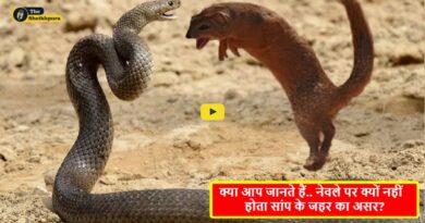 mongoose and snake