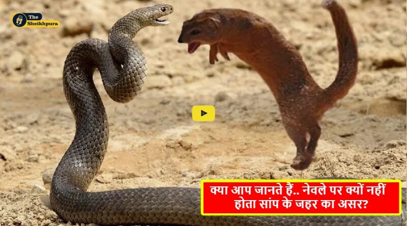 mongoose and snake