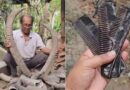 Comb Made By Animal Horn