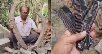 Comb Made By Animal Horn